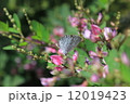 蝶々 12019423