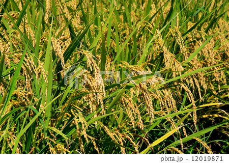 稲穂 稲穂 12019871