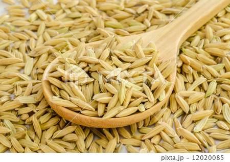 rice seed. rice seed. 12020085