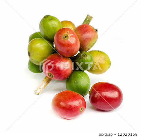 red ripe coffee beans. red ripe coffee beans. 12020168