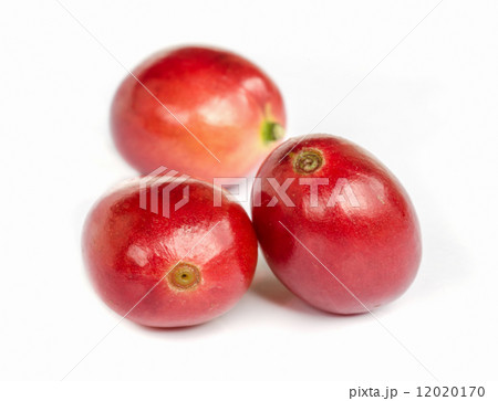 red ripe coffee beans. 12020170