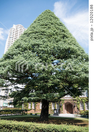 立教大学のヒマラヤスギ 立教大学のヒマラヤスギ 12020186