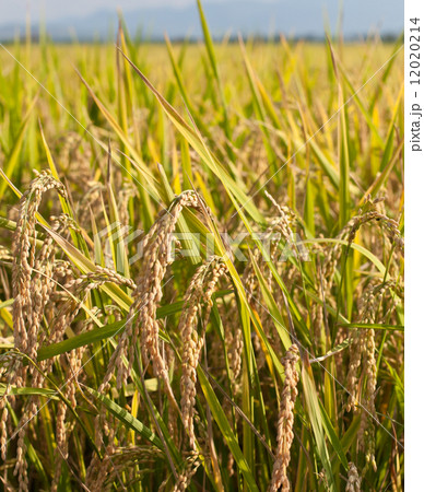 paddy rice plant 12020214