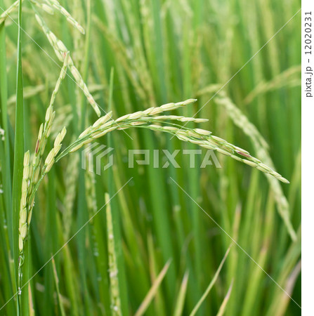 paddy rice plant 12020231