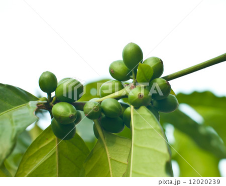 Unripe coffee beans . Unripe coffee beans . 12020239