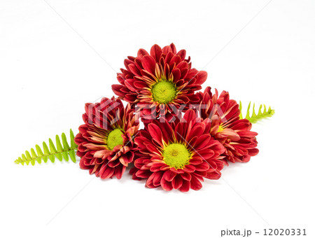 beautiful red flower . beautiful red flower . 12020331