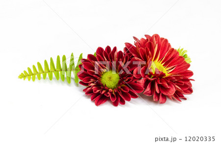 beautiful red flower . beautiful red flower . 12020335