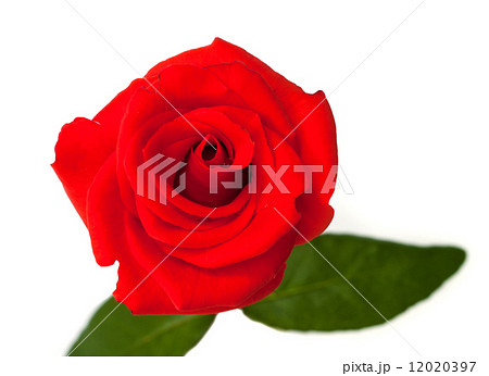 Beautiful red rose. 12020397
