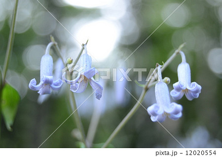 クサボタン 12020554