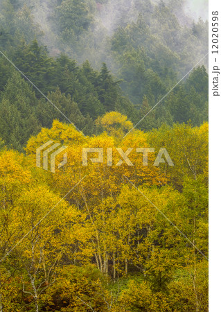 霧湧く紅葉の森林 霧湧く紅葉の森林 12020598