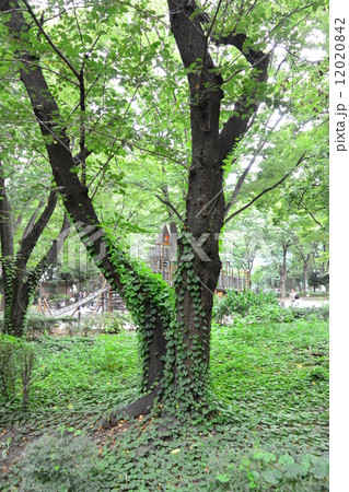 新宿中央公園 新宿中央公園 12020842