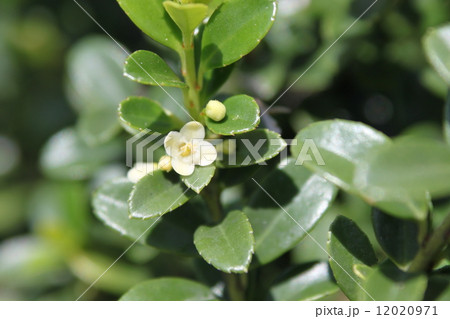 イヌツゲの花（雄花） 12020971