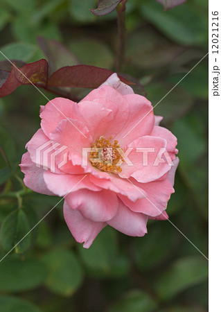 四季咲きのバラ(プリンセス アイコ) 四季咲きのバラ(プリンセス アイコ) 12021216