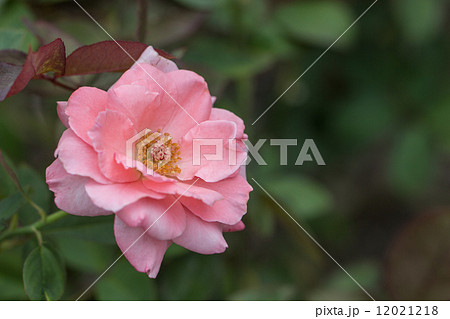 四季咲きのバラ(プリンセス アイコ) 四季咲きのバラ(プリンセス アイコ) 12021218