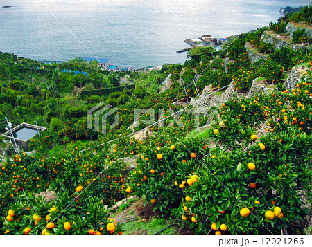 みかん畑 12021266