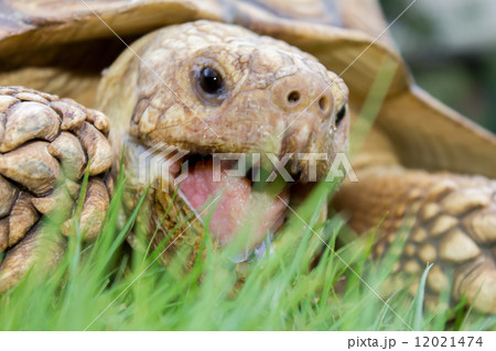 ケヅメ陸ガメのお食事 12021474