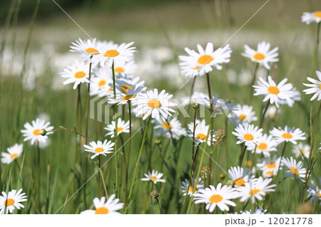 daisy field 12021778