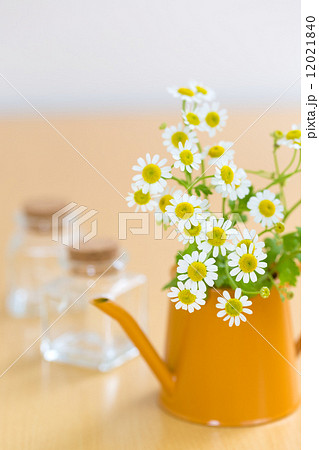 水差しに飾ったナツシロギクと小瓶 12021840