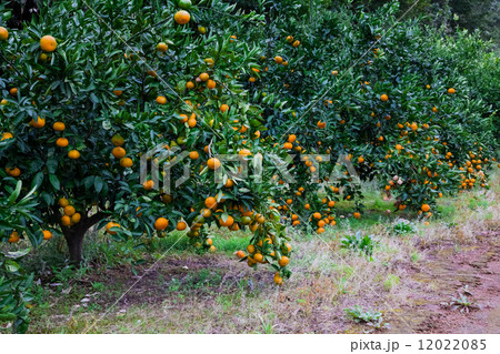 みかん畑 12022085
