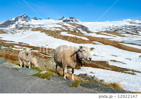 ewe 12022147