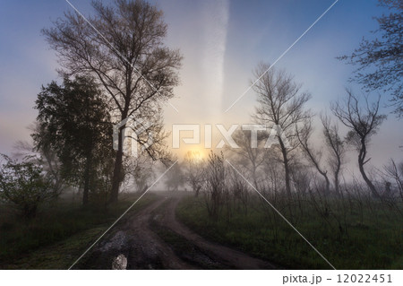 Foggy landscape with a tree silhouette Foggy landscape with a tree silhouette 12022451