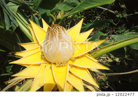 バナナの花 バナナの花 12022477