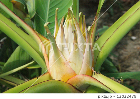 バナナの花 バナナの花 12022479