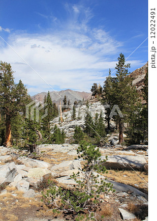 ミネラルキング/セコイア国立公園 12022491