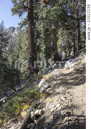 ミネラルキング/セコイア国立公園 12022538