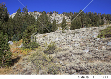 ミネラルキング/セコイア国立公園 12022541