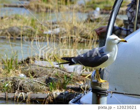 ユリカモメ ユリカモメ 12023021