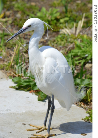 シラサギ シラサギ 12023023