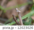 呼んだ？ 12023026