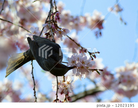 桜の花の密を吸うムクドリ 12023195