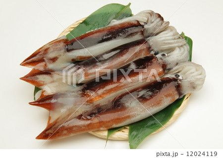 北海道産生スルメイカ 北海道産生スルメイカ 12024119