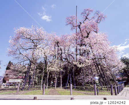 伊佐の久保桜 伊佐の久保桜 12024242
