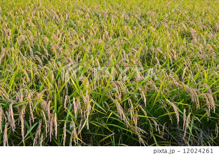 たわわに実った稲穂(埼玉県白岡市) たわわに実った稲穂(埼玉県白岡市) 12024261