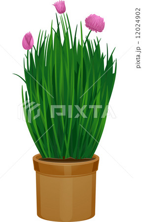 Potted Chives 12024902