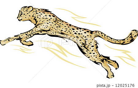 Cheetahのイラスト素材 12025176 Pixta