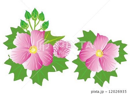 ピンクの芙蓉の花のイラスト素材