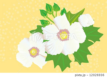 白い芙蓉の花のイラスト素材