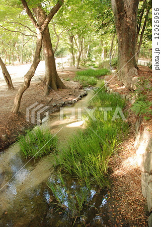 糺の森･瀬見の小川（下鴨神社(賀茂御祖神社)／京都市左京区） 12026956