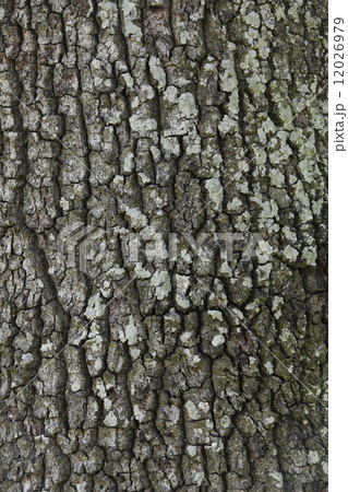 クヌギ　樹皮 12026979