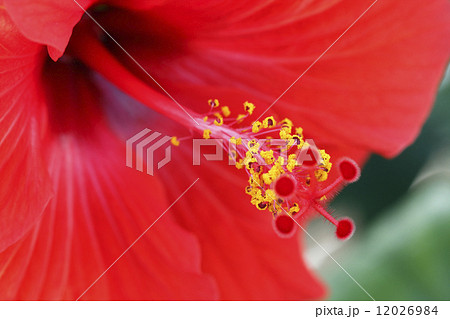 ハイビスカス 12026984