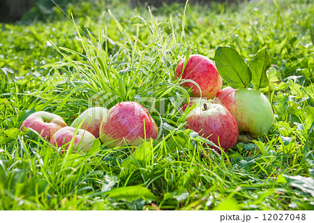 Fruit red apples on a  green grass,thanksgiving holiday 12027048
