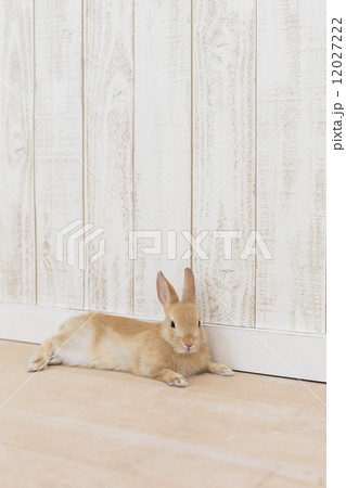 横たわるウサギの写真素材