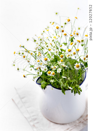 Bunch of camomile,chamomile, daisy flowers 12027652