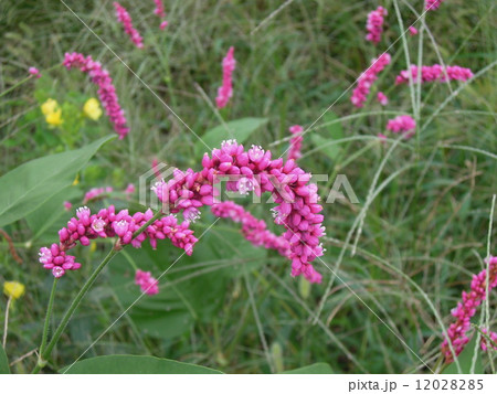 オオイヌタデ 12028285