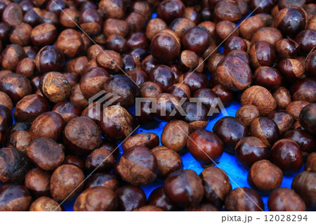 栃の実 12028294