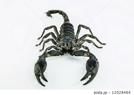 scorpion 12028464